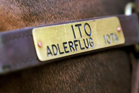 Itos Namensschild auf dem Halfter bei der Deckhengstpräsentation in Zieverich.: www.galoppfoto.de - Sandra Scherning