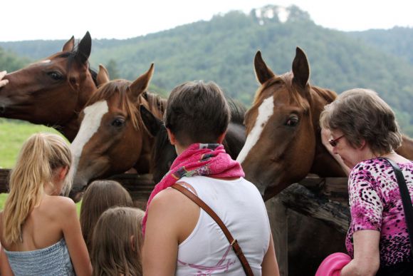 Pferde  zum Anfassen: Gut besucht war die öffentlichen Besichtung im Gestüt Harzburg. www.galoppfoto.de - Frank Sorge