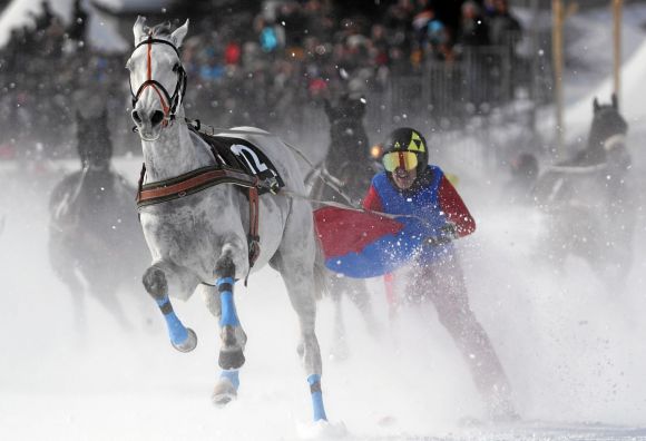 Wieder König des Engadins: Zambeso mit Adrian von Gunten gewinnt den Skikjöring Grand Prix Credit Suisse. swiss-image.ch - Andy Mettler